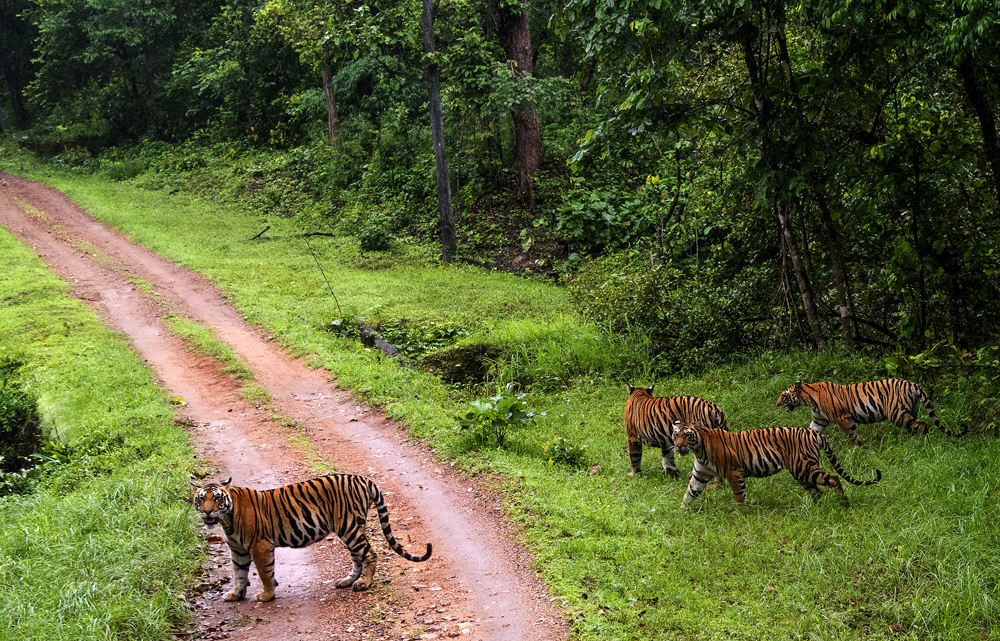 kanha national park Banner